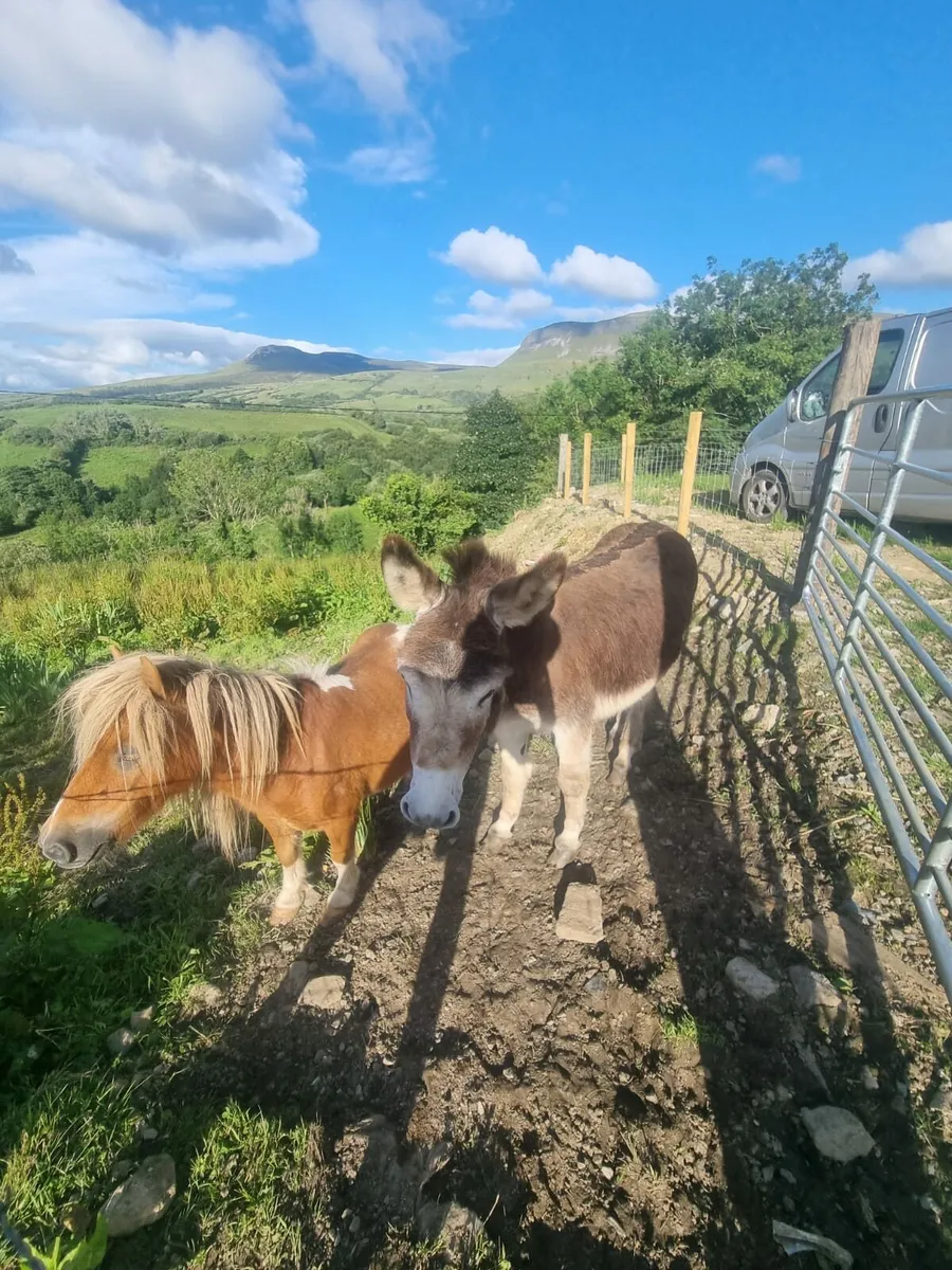 Fababella Pony & Full Jack Donkey - Image 1
