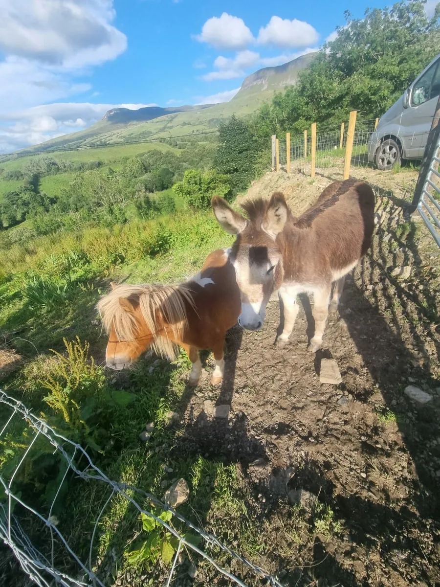 Fababella Pony & Full Jack Donkey - Image 2