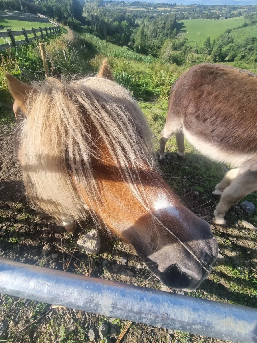 Fababella Pony & Full Jack Donkey - Image 4