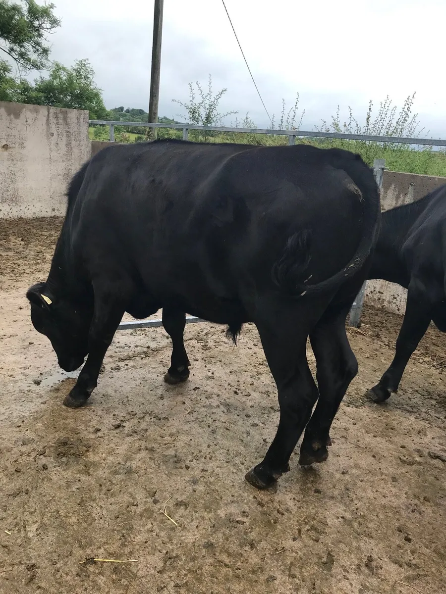5 Angus Bullocks - Image 1