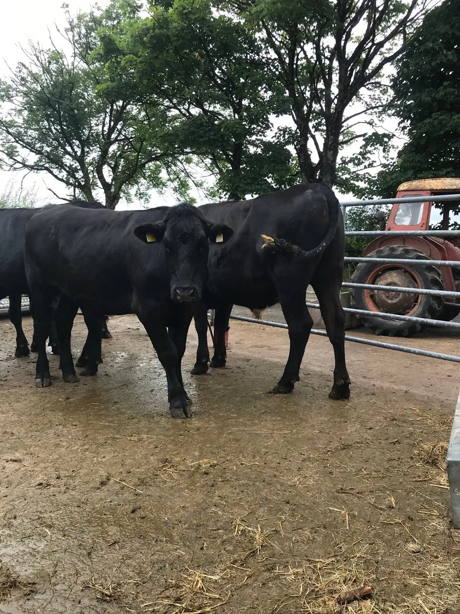 5 Angus Bullocks - Image 2