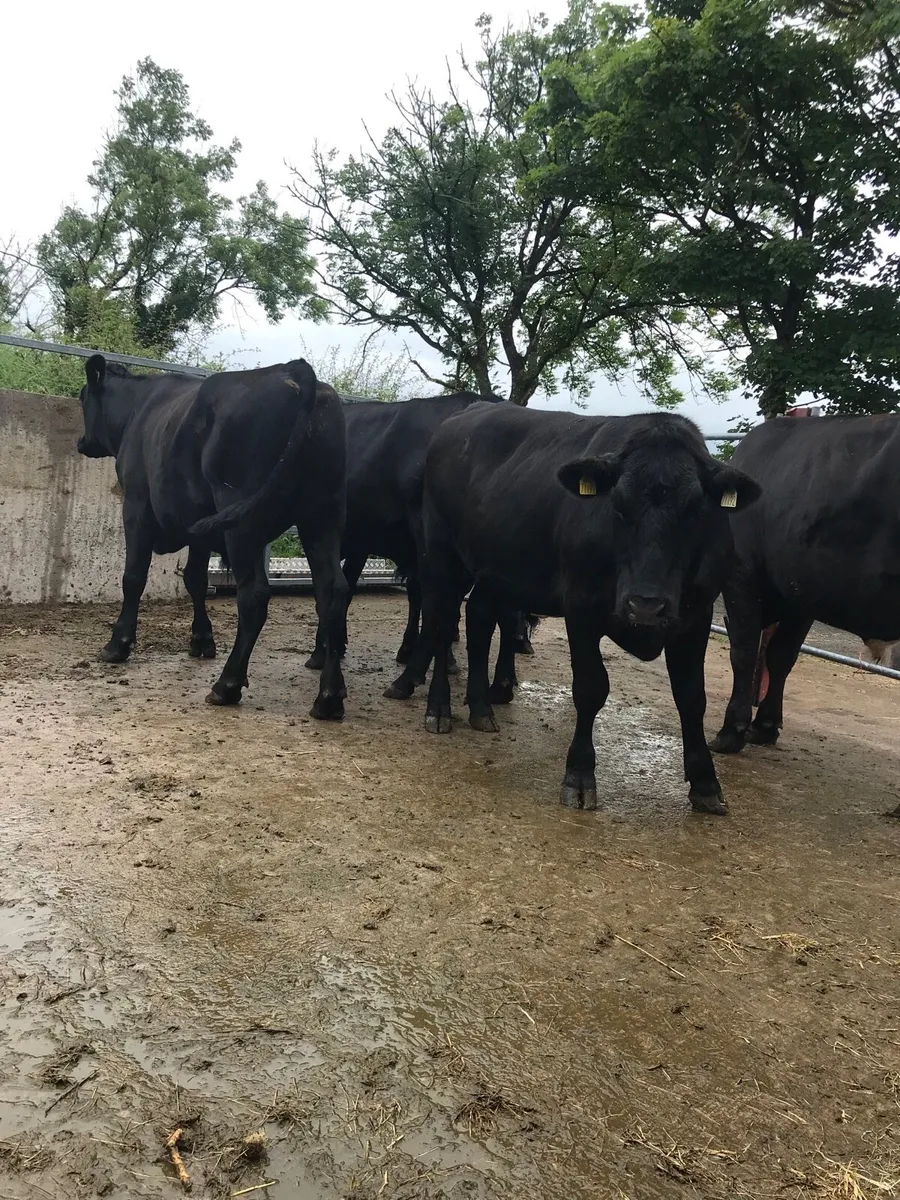 5 Angus Bullocks - Image 3