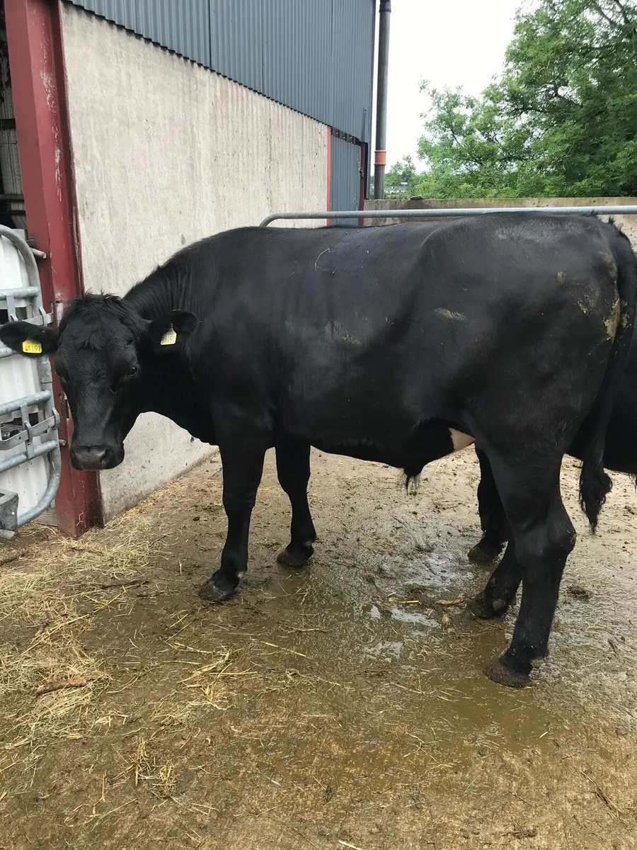 5 Angus Bullocks - Image 4