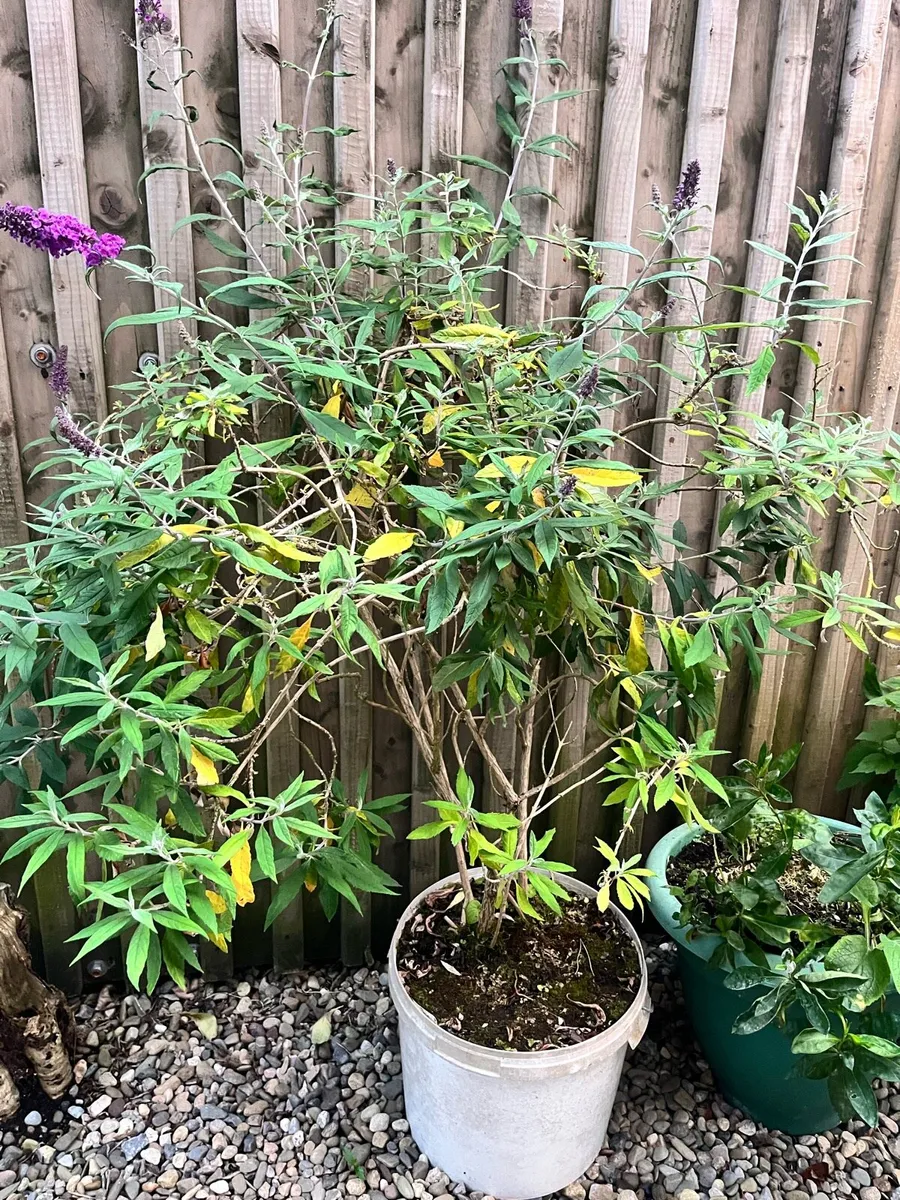 Big plant - Image 1