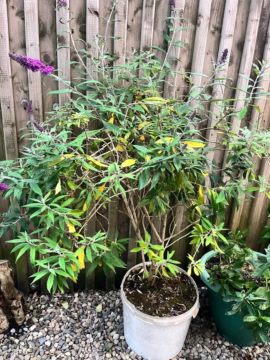 Big plant - Image 2