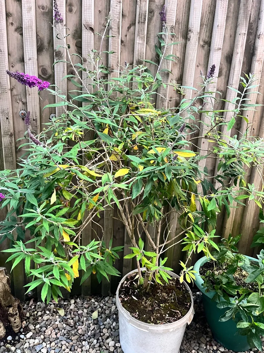 Big plant - Image 3