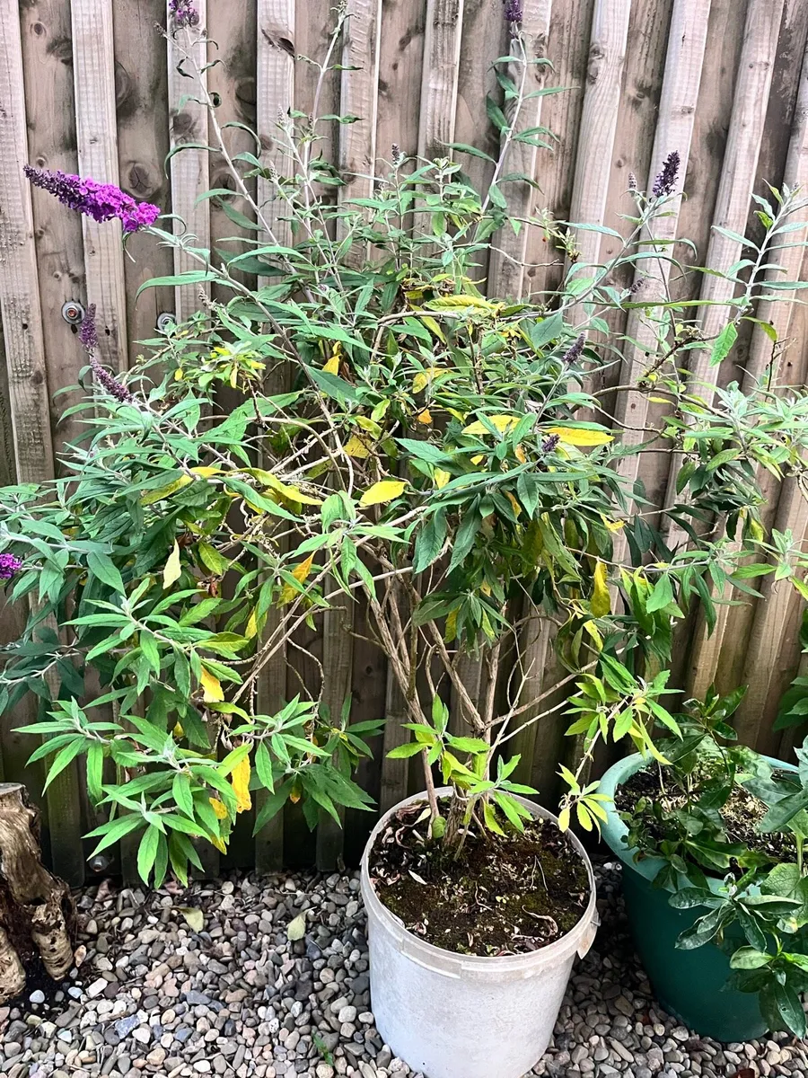 Big plant - Image 4