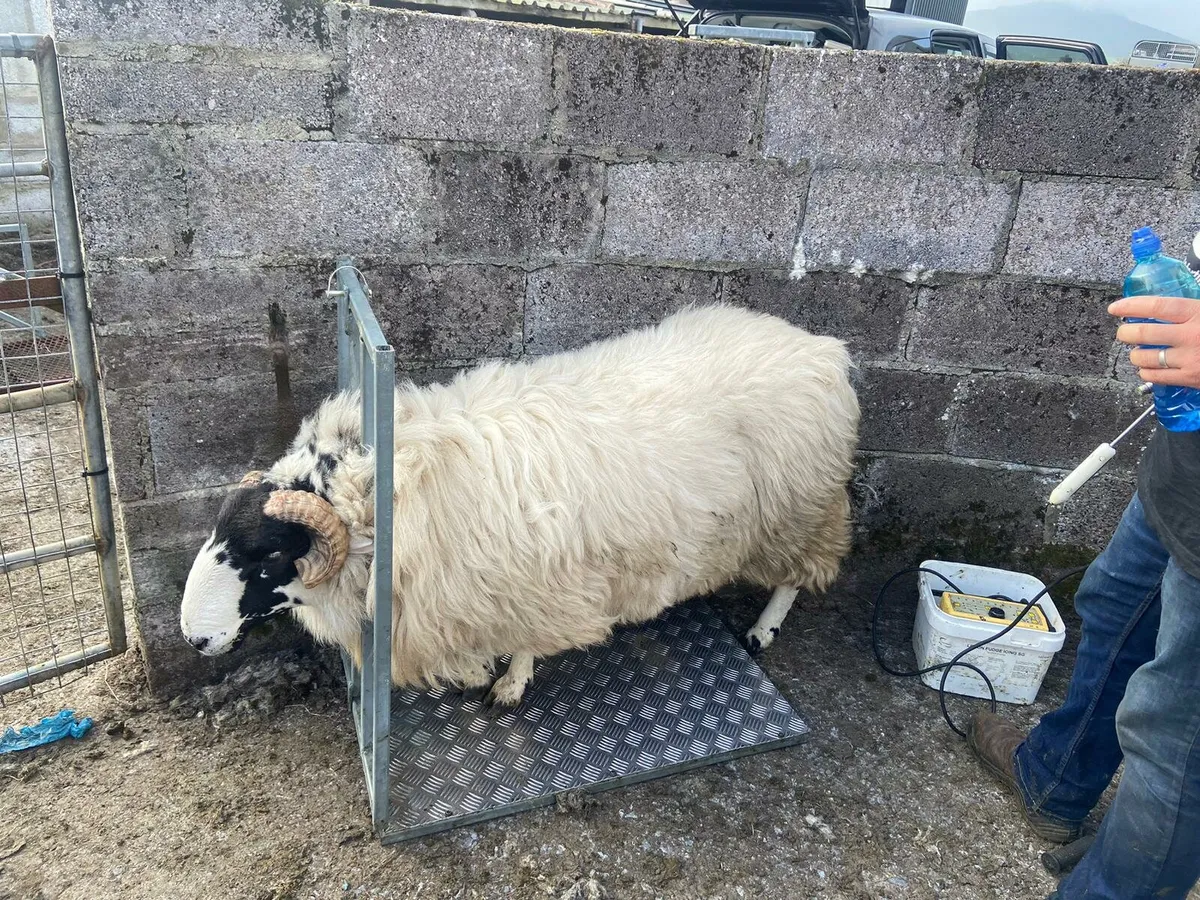 Ram fertility testing - Image 2
