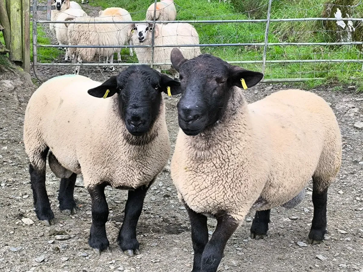 Ram fertility testing - Image 3