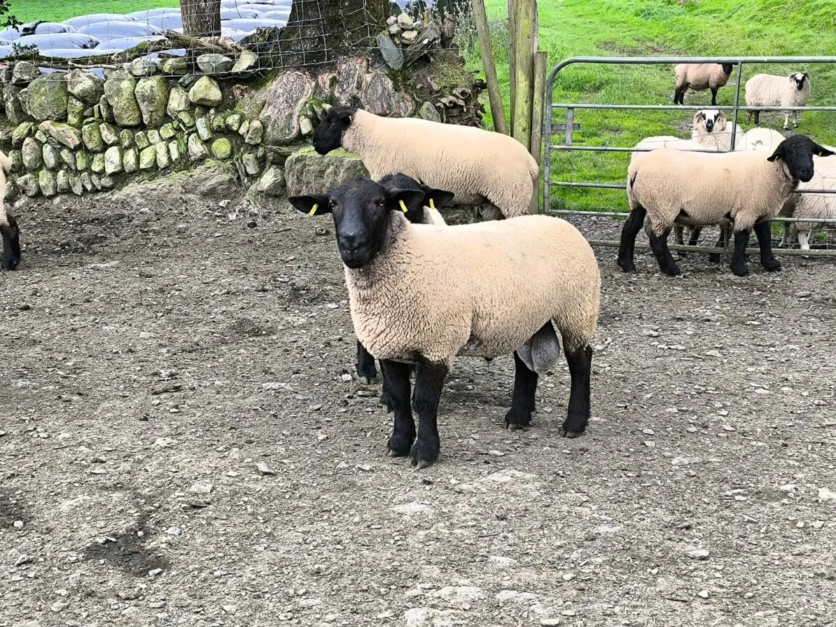 Ram fertility testing - Image 4