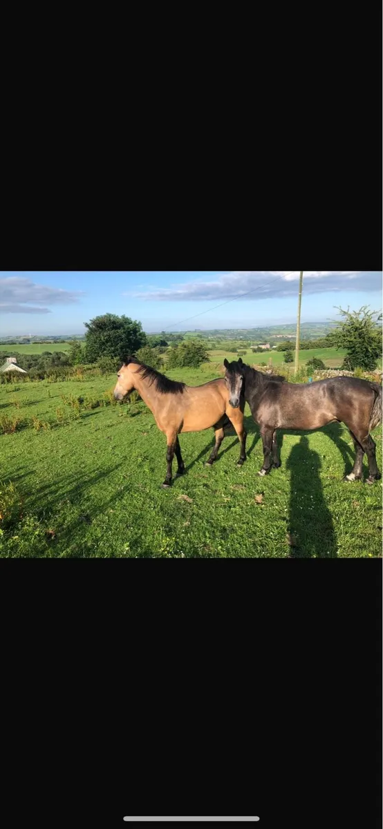 Connemara - Image 1