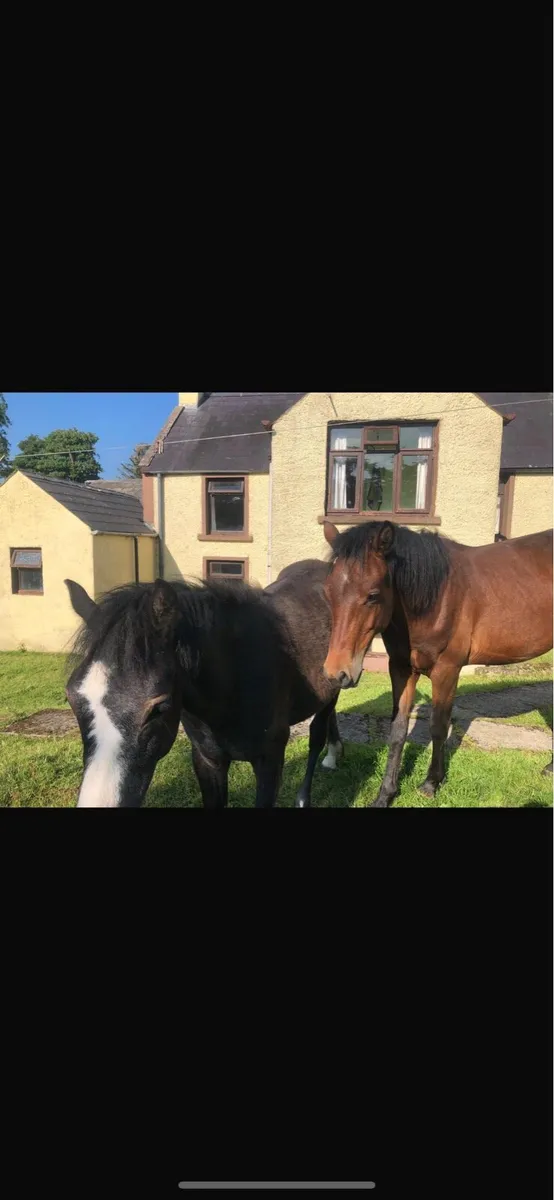 Connemara - Image 2