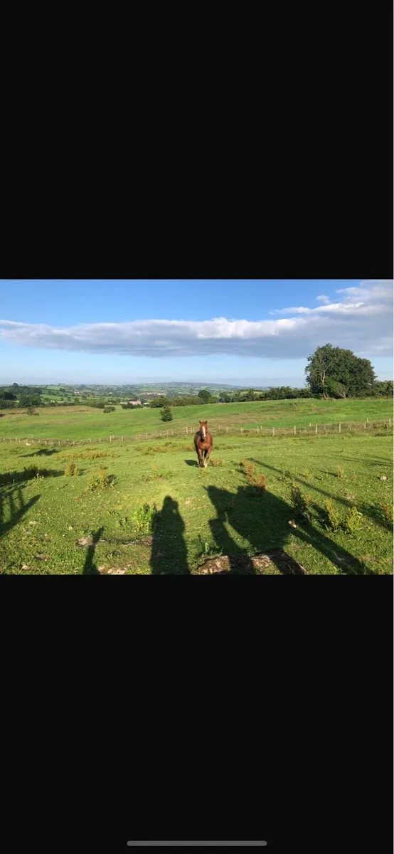 Connemara - Image 3