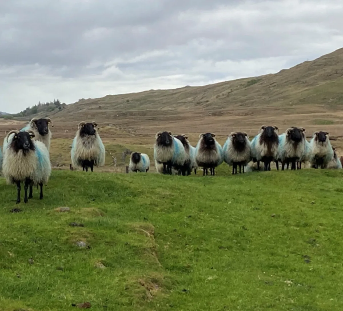 Wanted blackfaced mountain hoggets