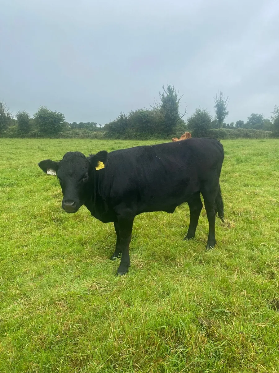PB Dexter Heifer - Image 1