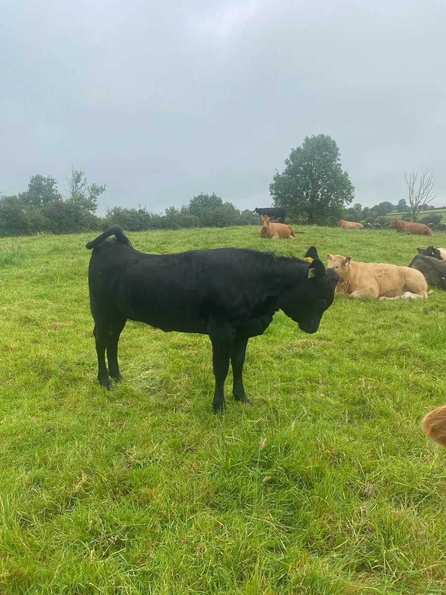 PB Dexter Heifer - Image 3