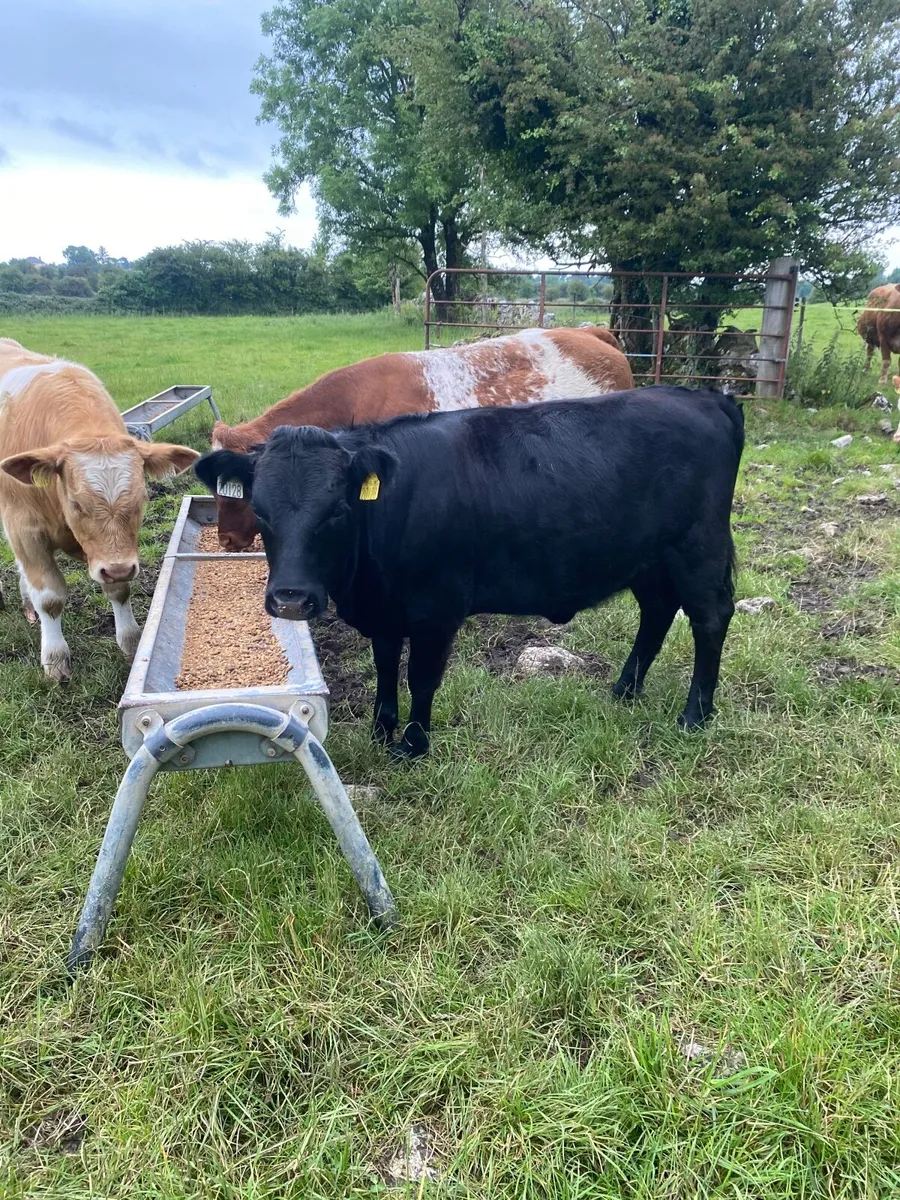 PB Dexter Heifer - Image 4