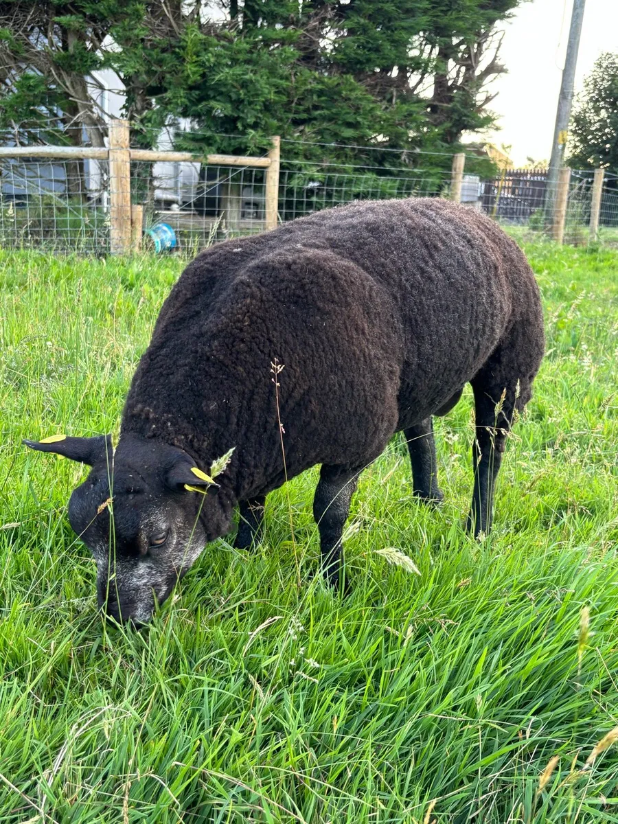 Pedigree Blue Texel Ram Lambs - Image 2