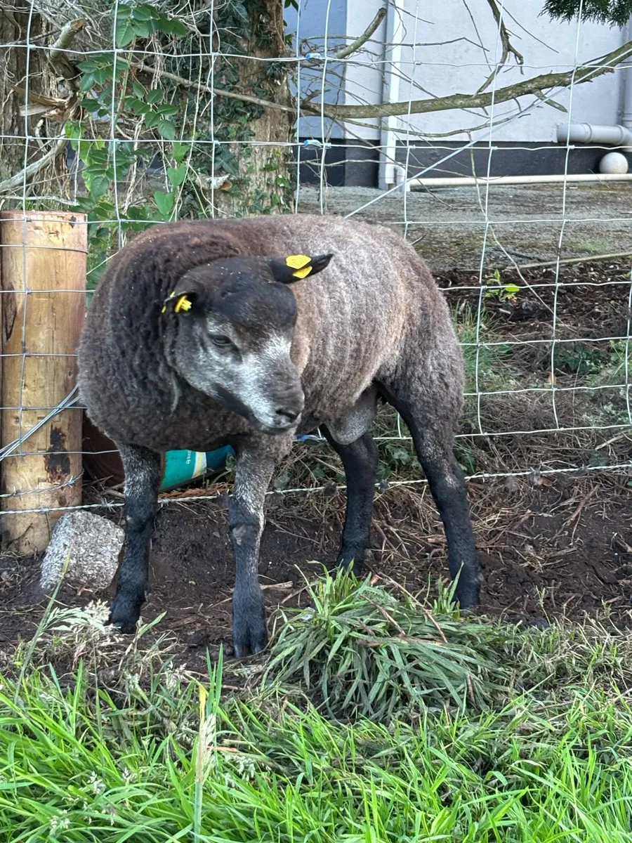 Pedigree Blue Texel Ram Lambs - Image 3