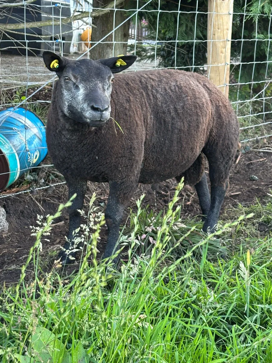 Pedigree Blue Texel Ram Lambs - Image 4