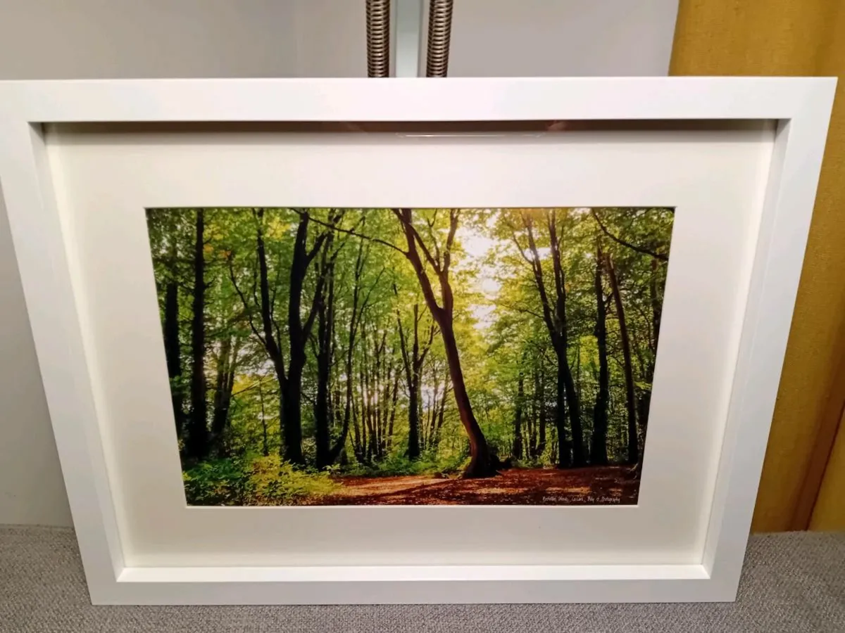 Rostellan woods - Image 1