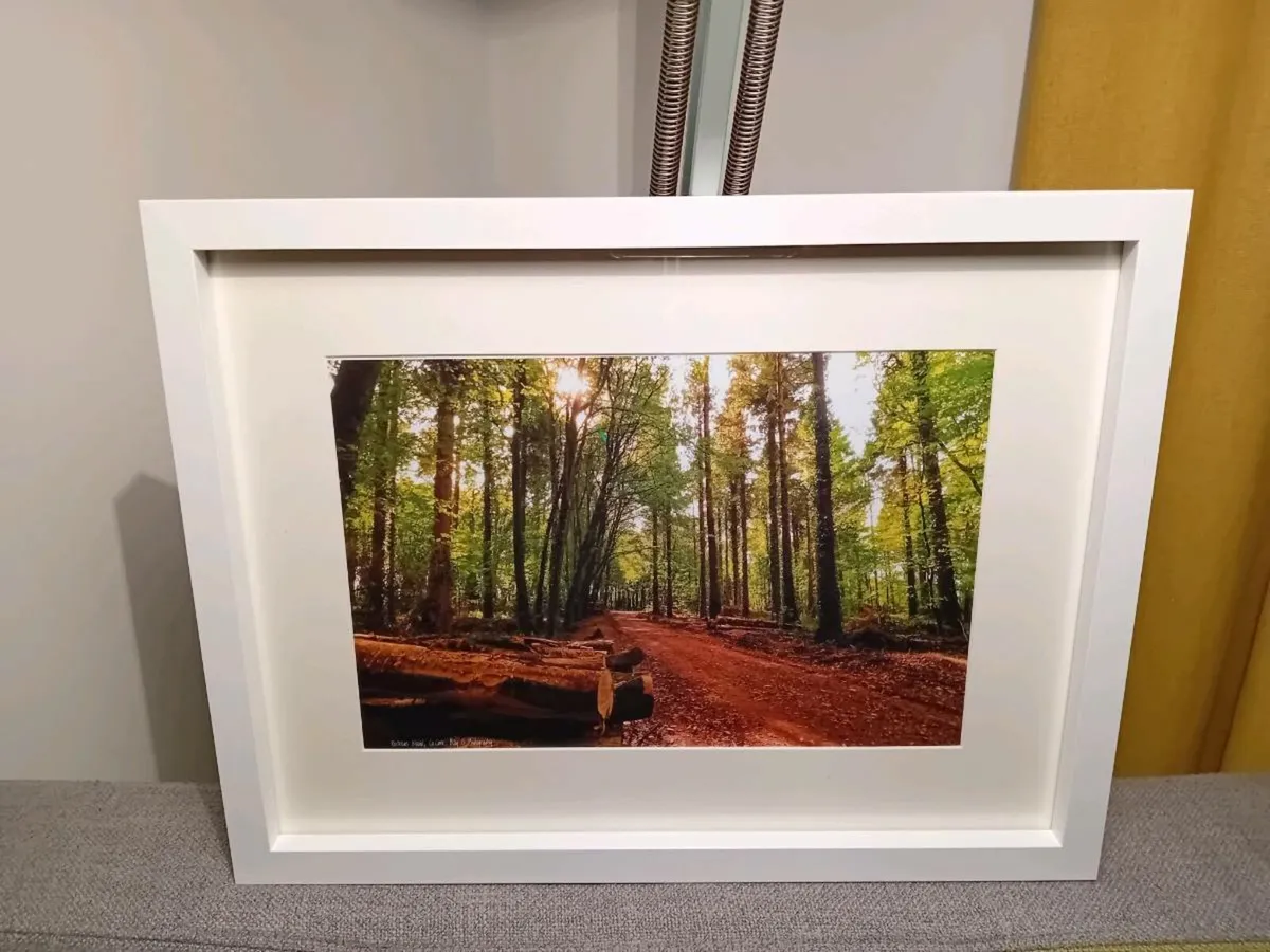 Rostellan woods - Image 2