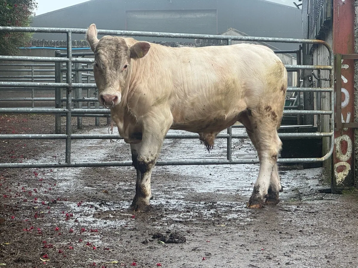 Charolais pedigree bull - Image 1