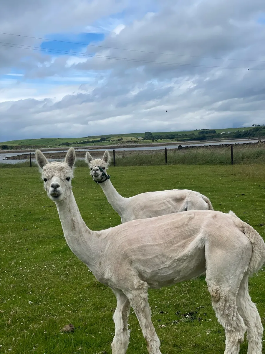 2 x Female Alpacas - Image 2