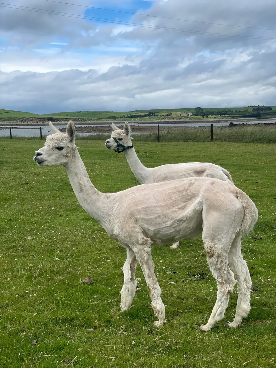 2 x Female Alpacas - Image 3