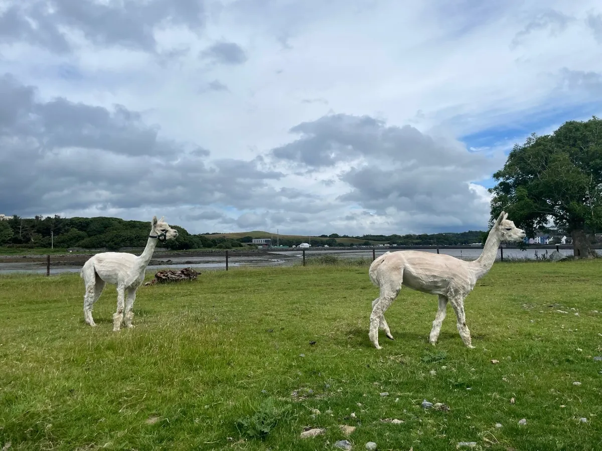 2 x Female Alpacas - Image 4