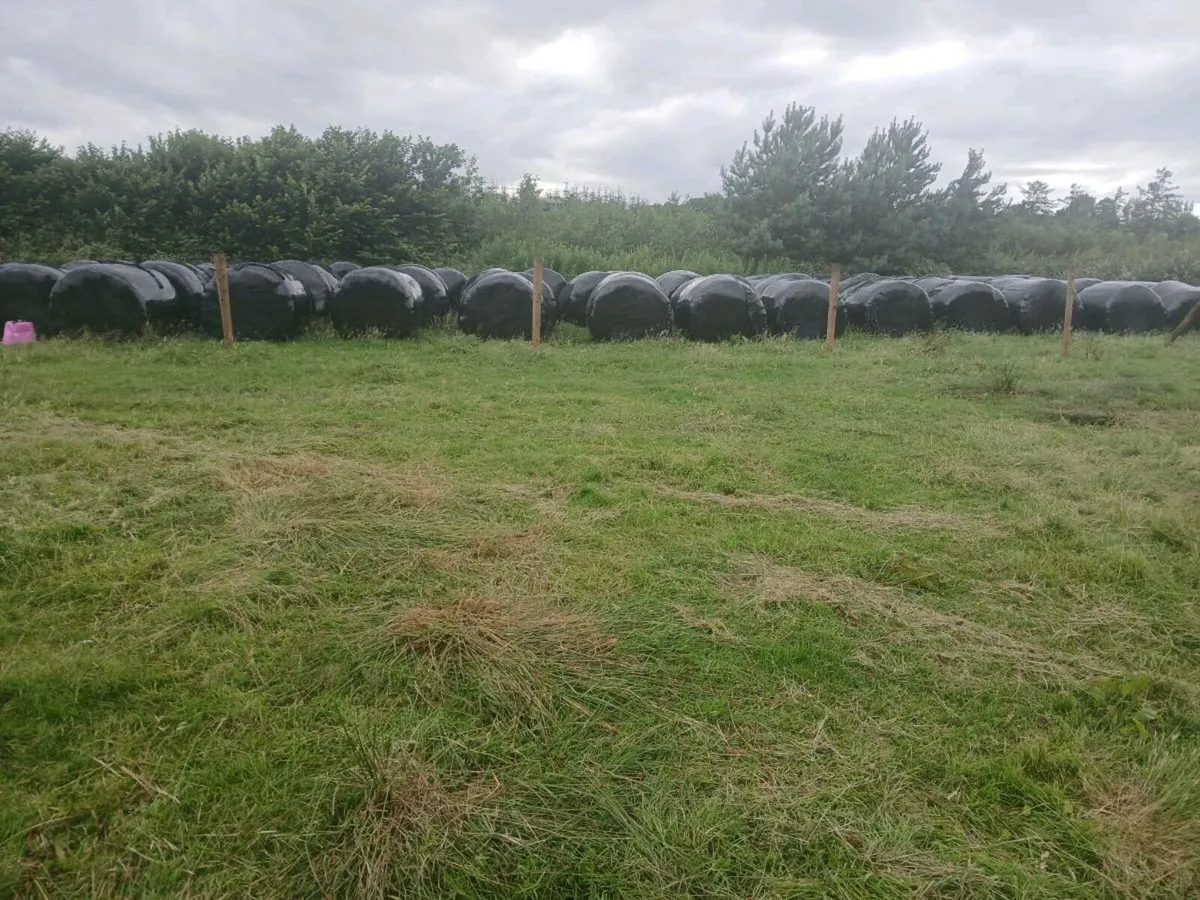 Silage bales - Image 1