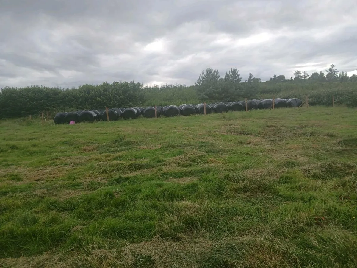Silage bales - Image 2