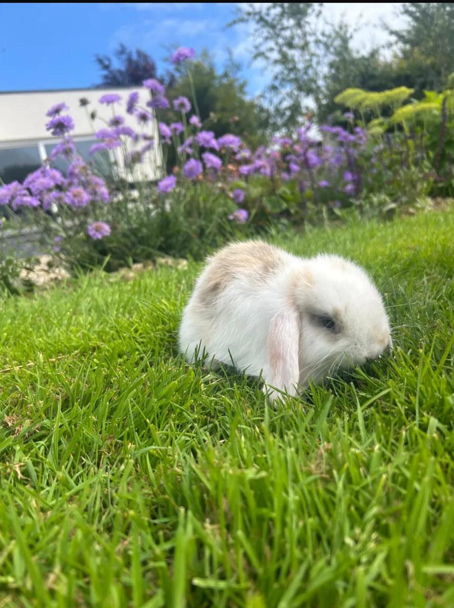 Rabbits - Image 3