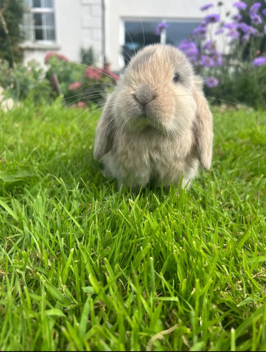 Rabbits - Image 4