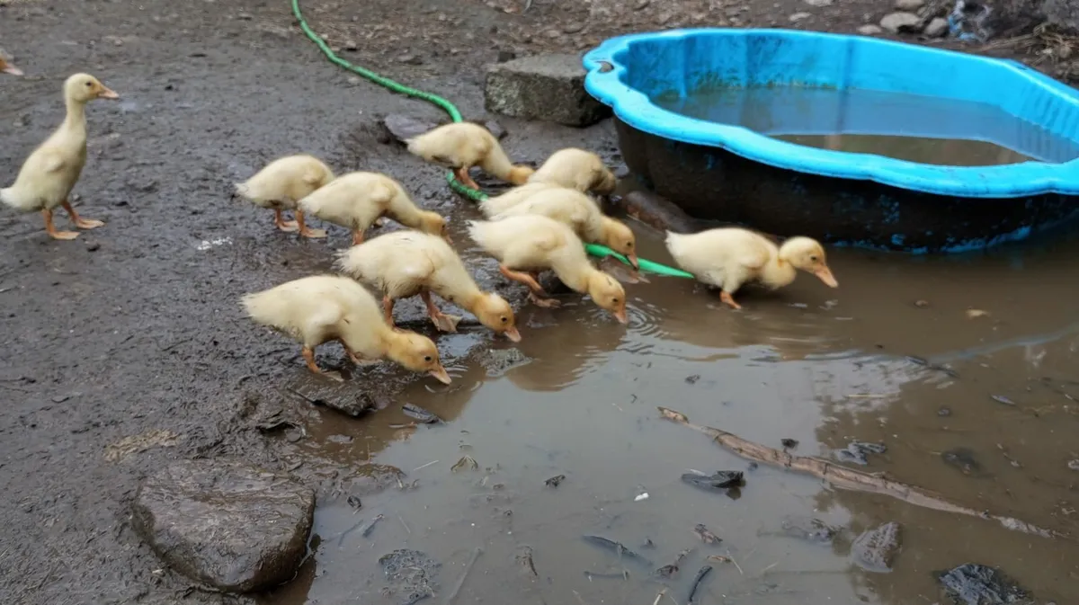 Pure Indian Runner Ducklings-born June 10th & 20th - Image 3