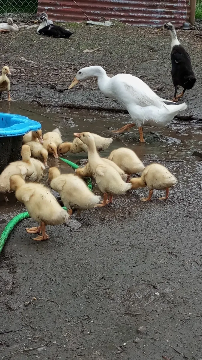 Pure Indian Runner Ducklings-born June 10th & 20th - Image 1
