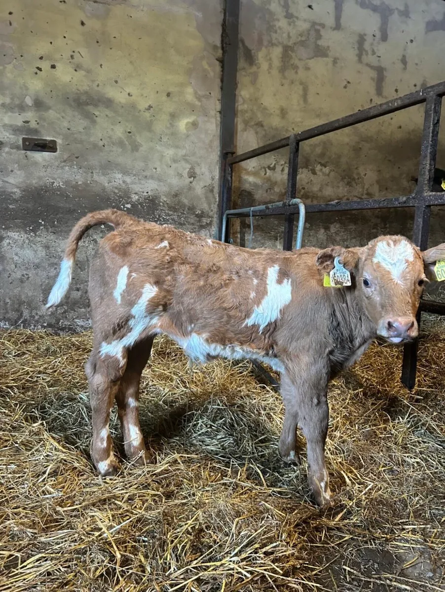 Calf - Image 1
