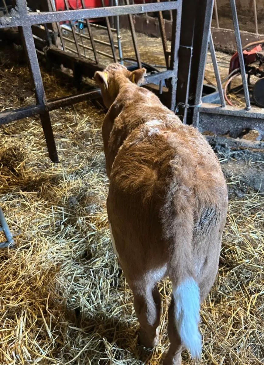 Calf - Image 2