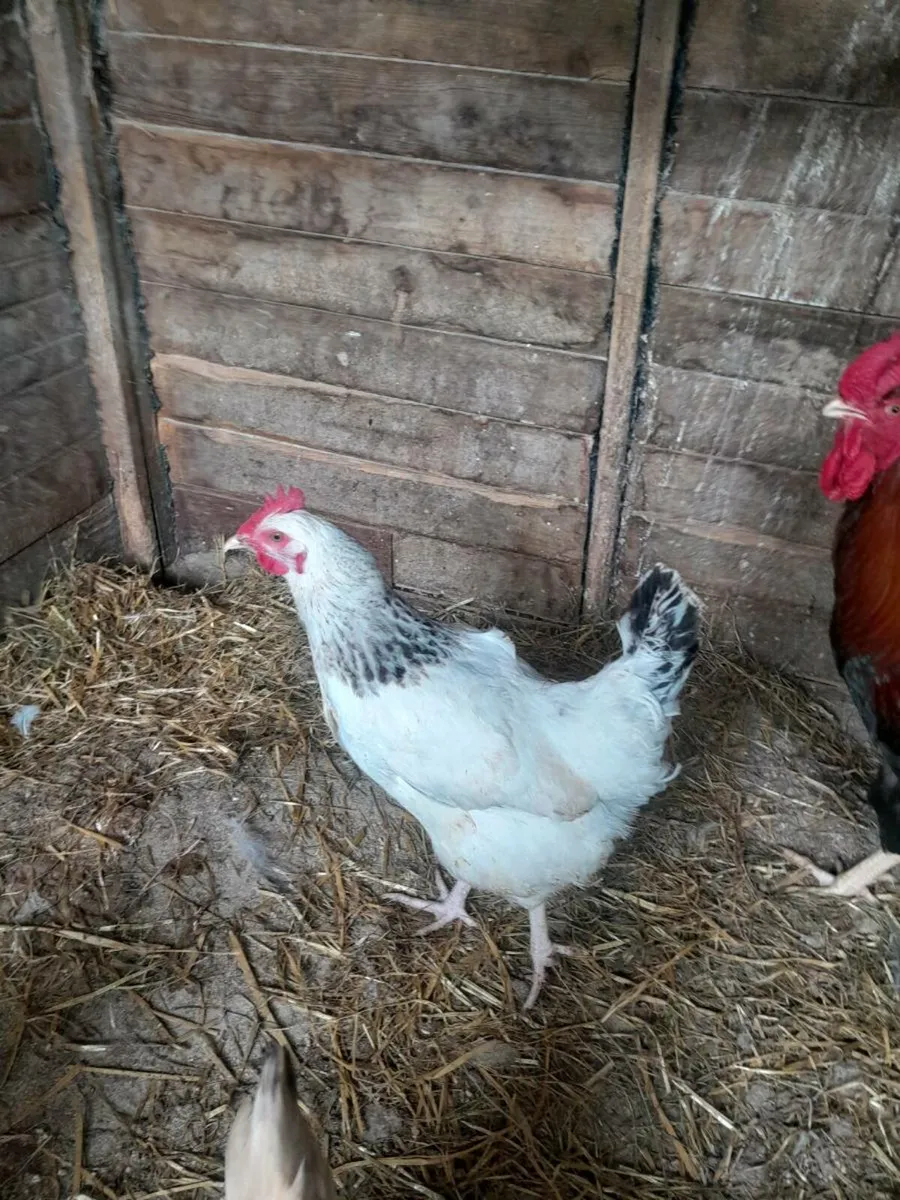 Wellsummers.call ducks.pea fowl, leghorn.sussex - Image 2