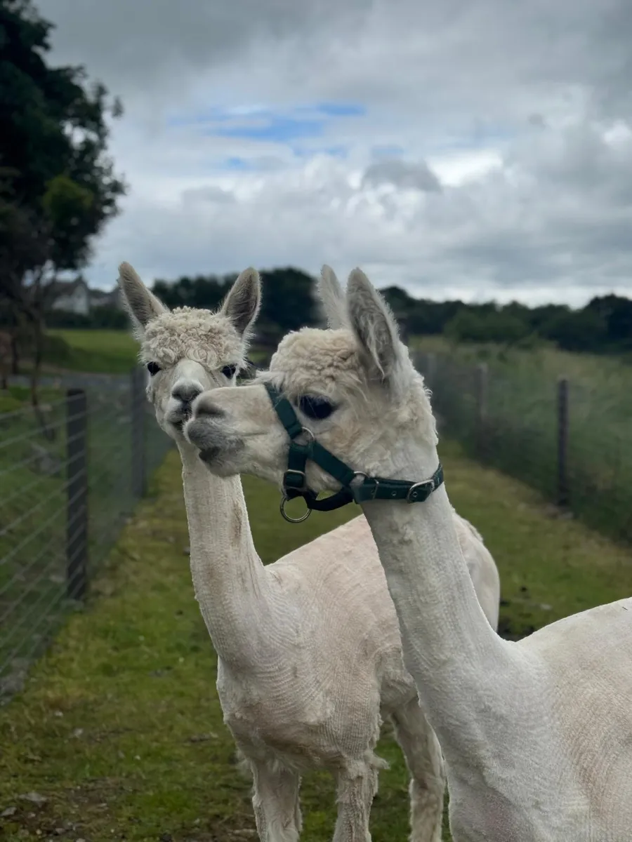 2 x Female Alpacas - Image 1