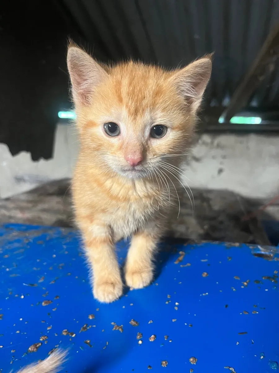 Kittens - Image 3