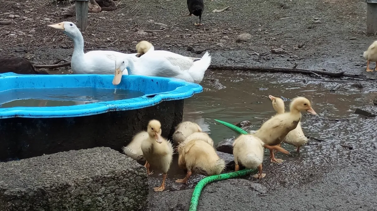 Pure Indian Runner Ducklings born June 10th - Image 1