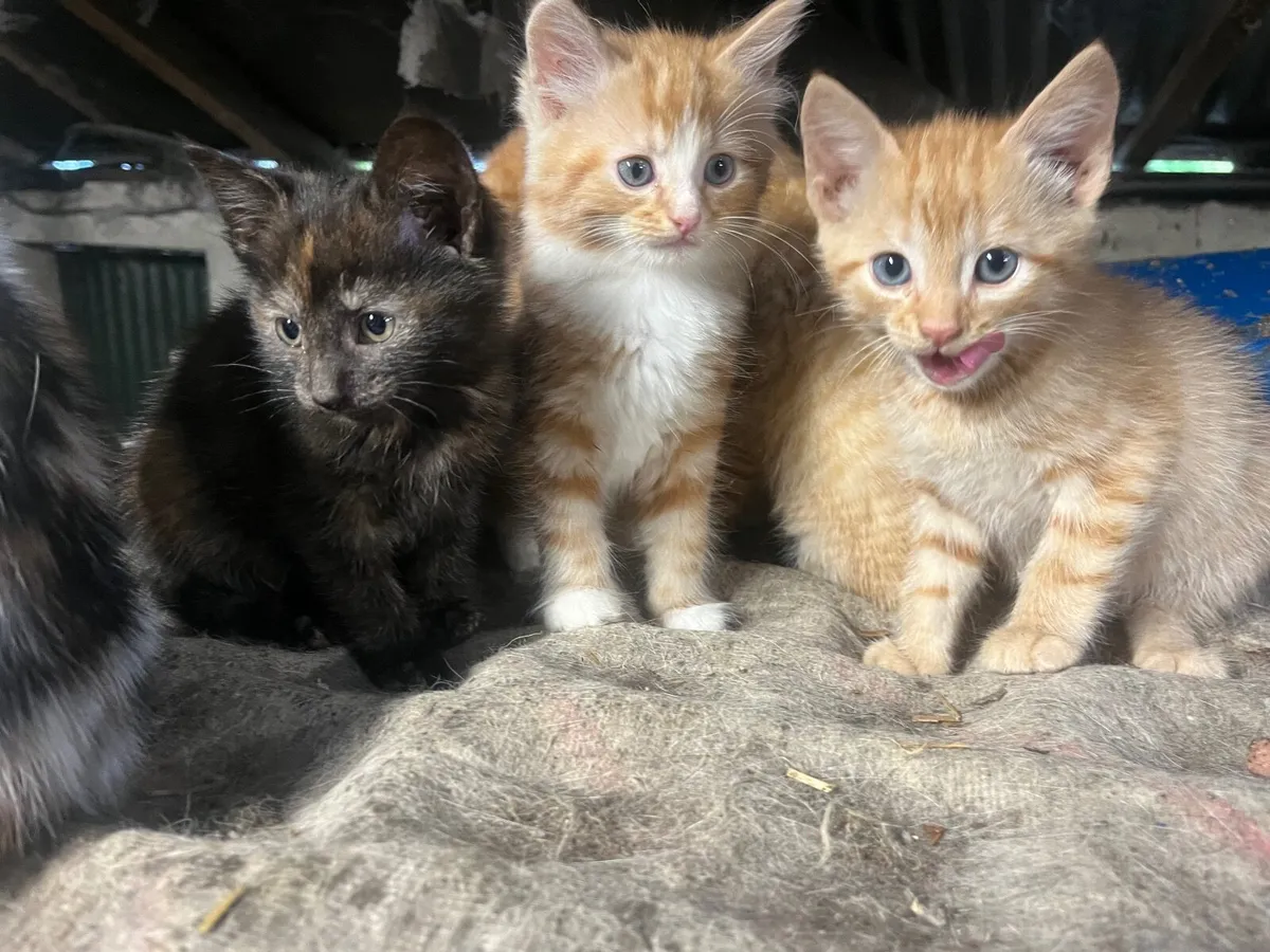 Kittens - Image 1