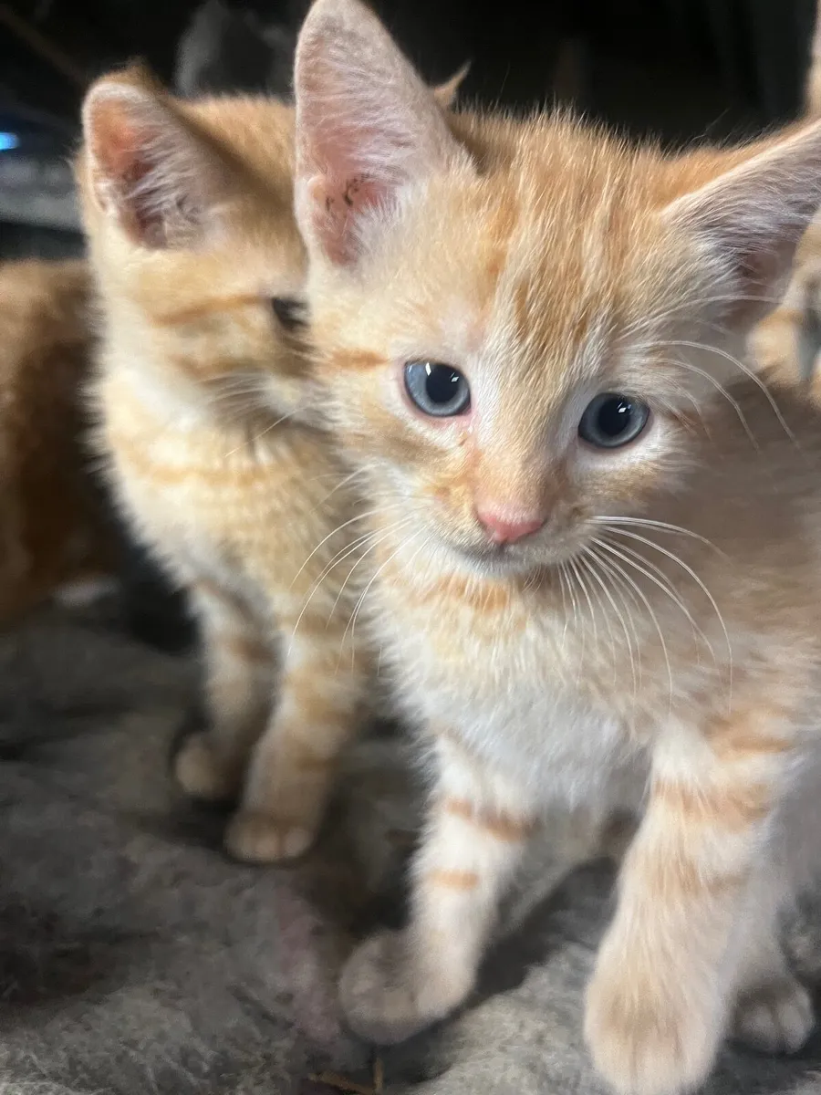Kittens - Image 4