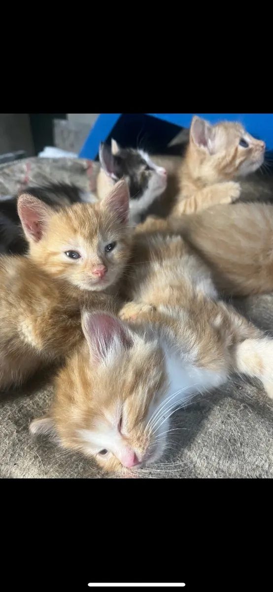 Kittens - Image 2