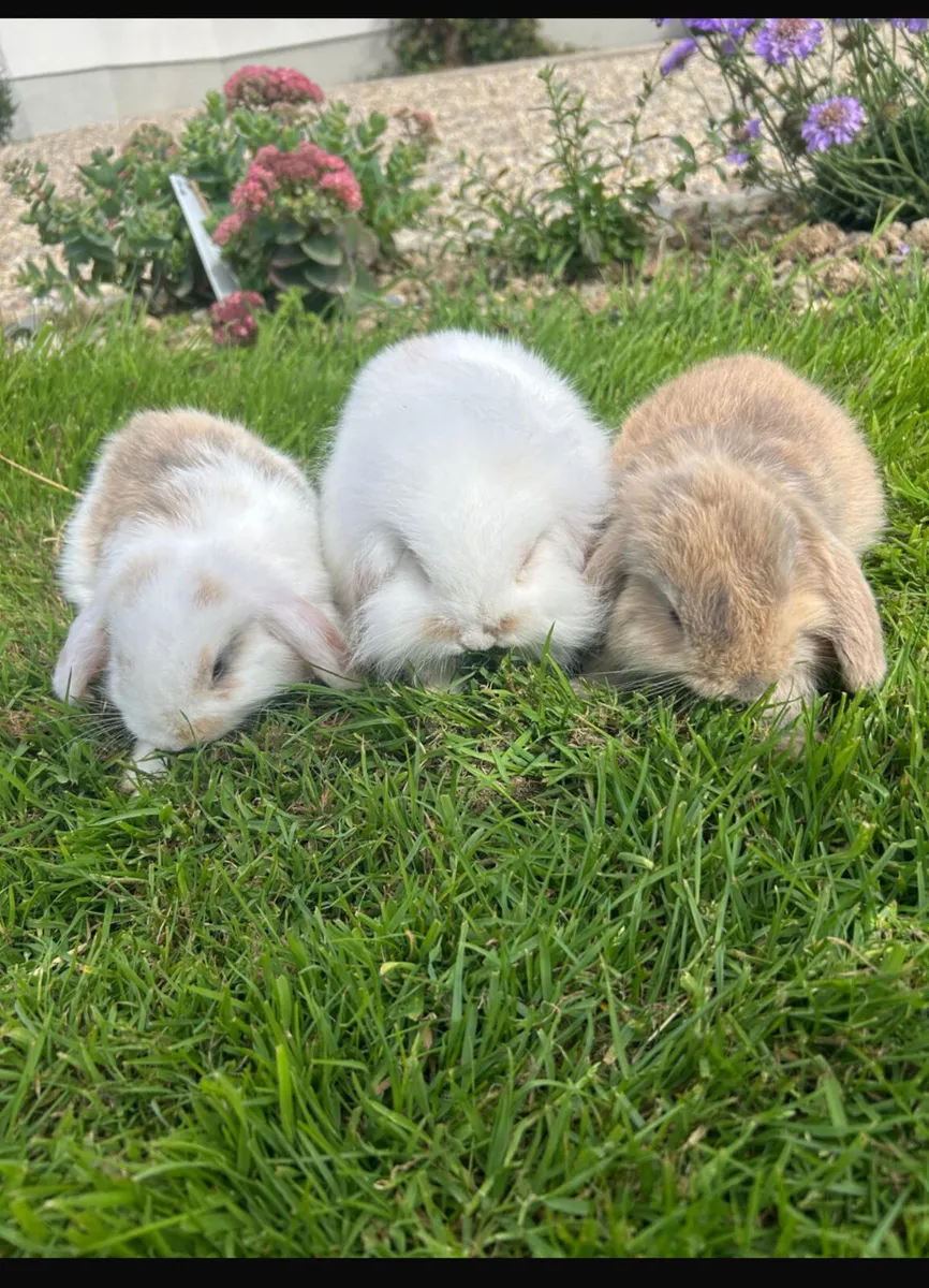 Rabbits - Image 1
