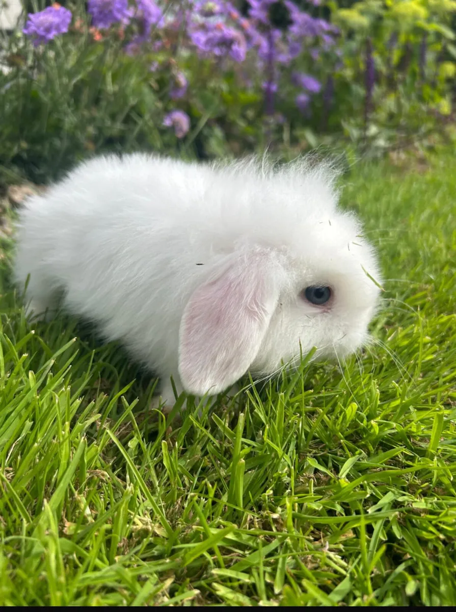 Rabbits - Image 2