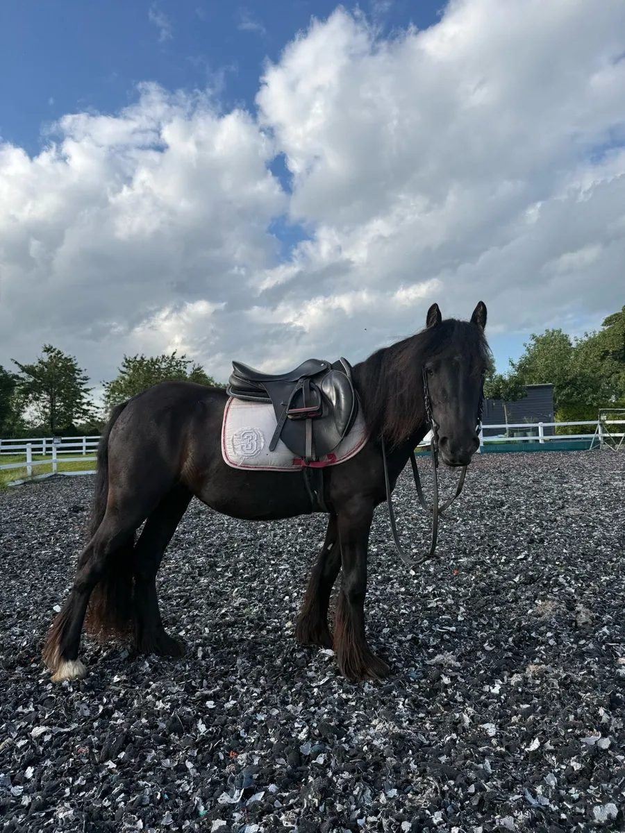 Stunning Black Cob Filly - Image 1