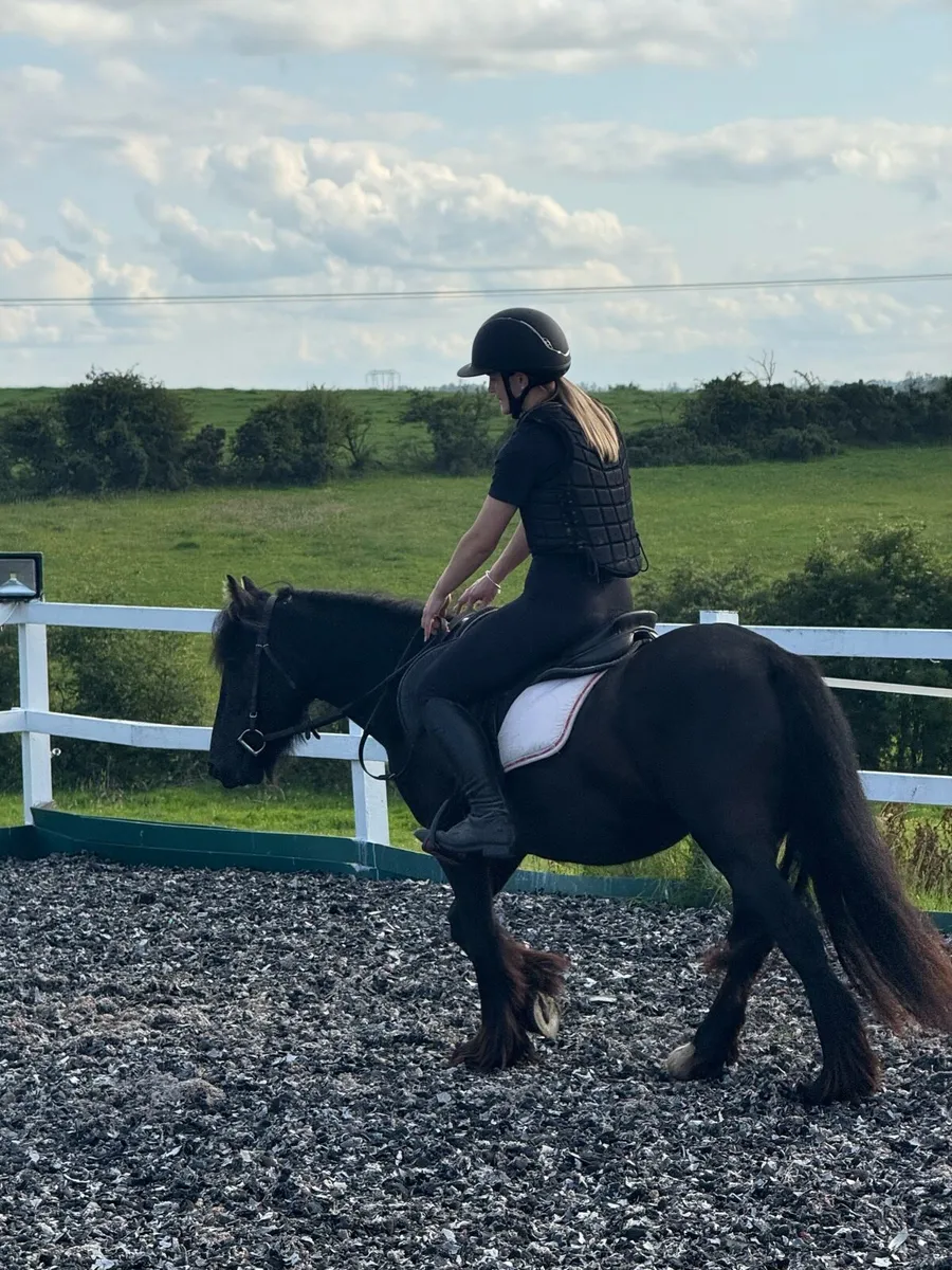 Stunning Black Cob Filly - Image 2
