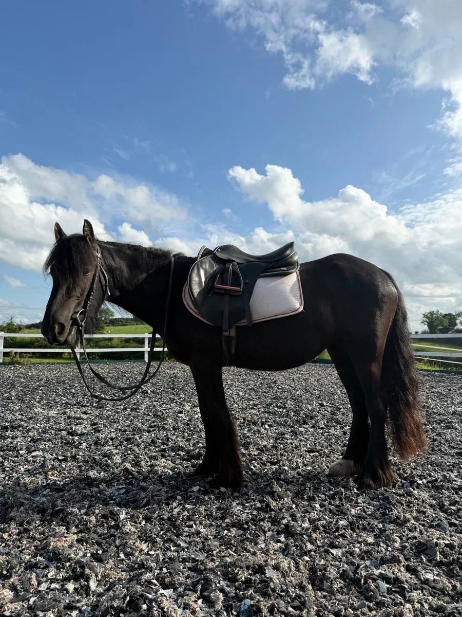 Stunning Black Cob Filly - Image 3